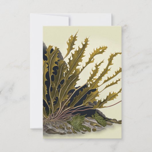 Tidal Fronds Bedankkaart (Voorkant)