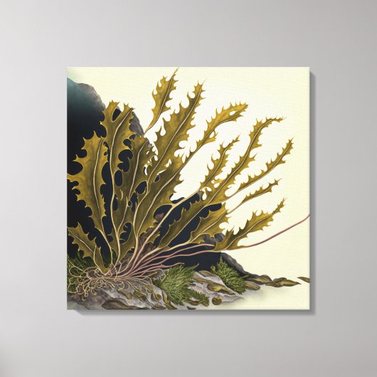 Tidal Fronds Canvas Afdruk (Voorkant)