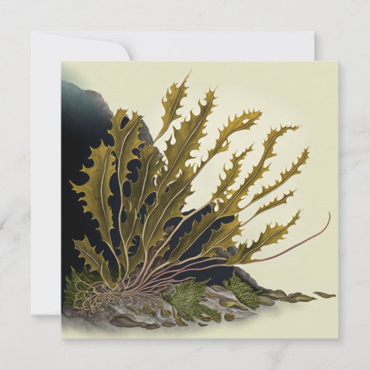 Tidal Fronds Kaart (Voorkant)