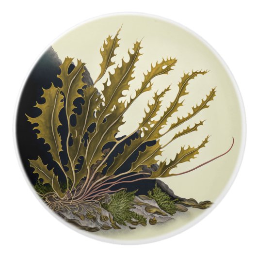 Tidal Fronds Keramische Knop (Voorkant)