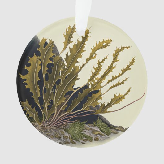 Tidal Fronds Ornament (voorkant)