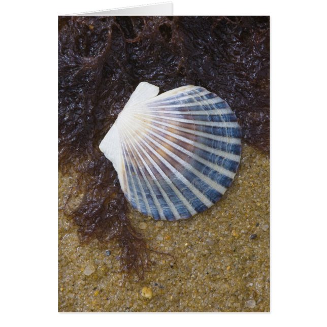 Tidal Pool (Voorkant)