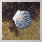 Tidal Pool Poster (Voorkant)