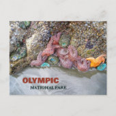 Tidal Pool, Ruby Beach, Nationaal Park van de Olym Briefkaart (Voorkant)