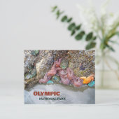 Tidal Pool, Ruby Beach, Nationaal Park van de Olym Briefkaart (Staand voorkant)