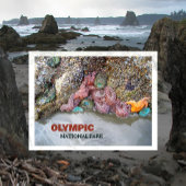 Tidal Pool, Ruby Beach, Nationaal Park van de Olym Briefkaart