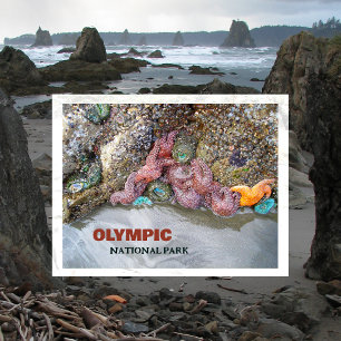 Tidal Pool, Ruby Beach, Nationaal Park van de Olym Briefkaart