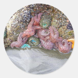 Tidal Pool, Ruby Beach, Nationaal Park van de Olym Ronde Sticker
