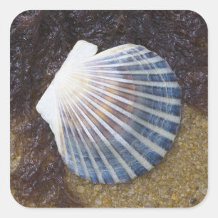 Tidal Pool Vierkante Sticker