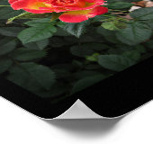 Tiddly Winks Miniatuur Roos 2 Muurkunst van Stan V Poster (Hoek)