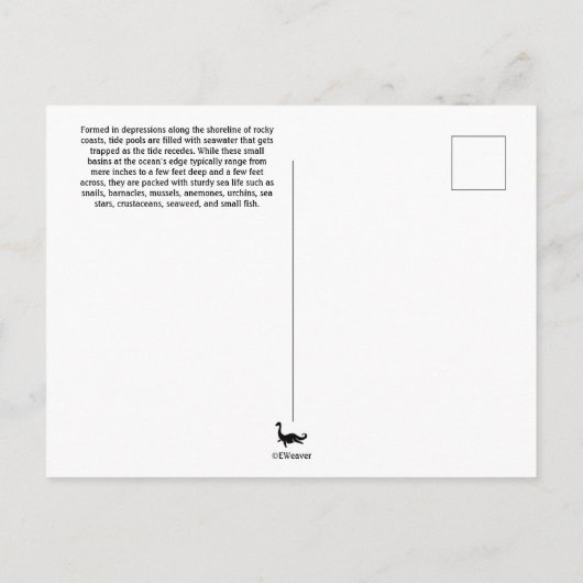 Tide Pools South Carolina Briefkaart (Achterkant)