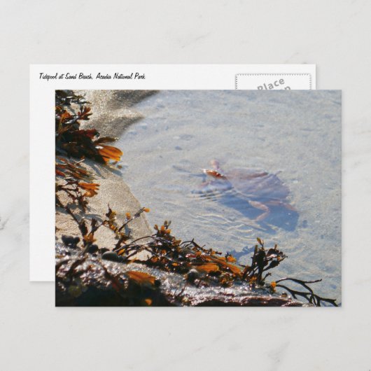 Tidepool at Sand Beach Briefkaart (Voorkant / Achterkant)