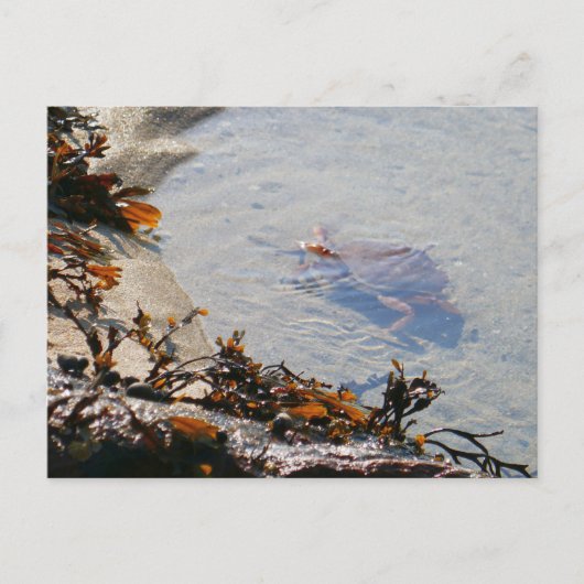 Tidepool at Sand Beach Briefkaart (Voorkant)