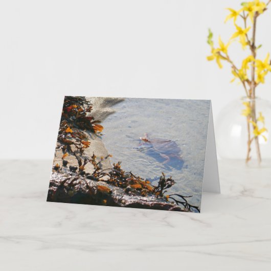 Tidepool bij Sand Beach Kaart (Gele Bloem)