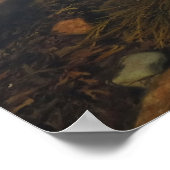 Tidepool in Wonderland in het nationaal park Acadi Poster (Hoek)