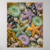 Tidepool Jewels Kunstprint Poster (Voorkant)