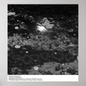 Tidepools, station Bodega door Ansel Adams Poster (Voorkant)