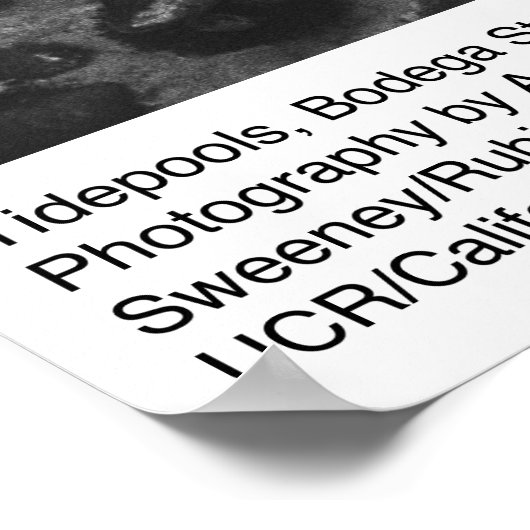 Tidepools, station Bodega door Ansel Adams Poster (Hoek)