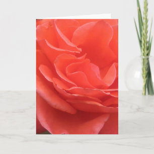 Tides of Peach Roos Flower Photo Wenskaart Kaart