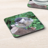 Tidi mijn vogel de Parus Major Bier Onderzetter (Linkerzijde)