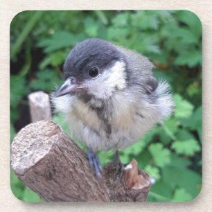 Tidi mijn vogel de Parus Major Bier Onderzetter
