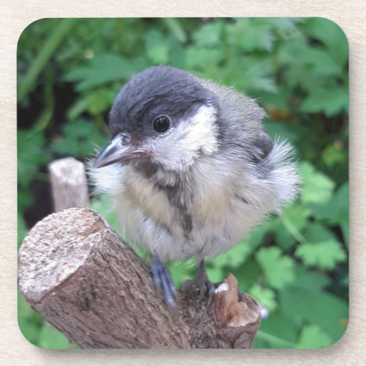 Tidi mijn vogel de Parus Major Bier Onderzetter (Voorkant)