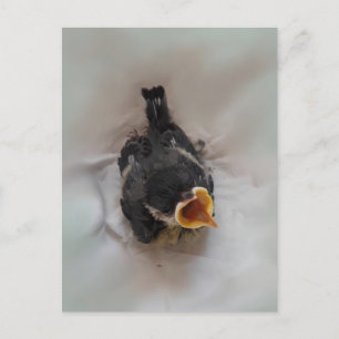 Tidi mijn vogel de Parus Major Briefkaart