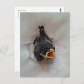 Tidi mijn vogel de Parus Major Briefkaart (Voorkant / Achterkant)