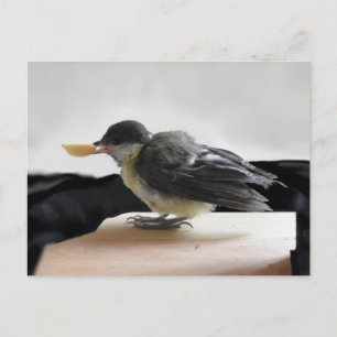 Tidi mijn vogel de Parus Major Briefkaart