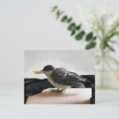 Tidi mijn vogel de Parus Major Briefkaart (Staand voorkant)