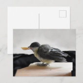 Tidi mijn vogel de Parus Major Briefkaart (Voorkant / Achterkant)
