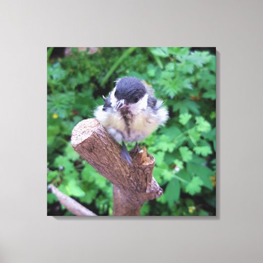 Tidi mijn vogel de Parus Major Canvas Afdruk (Voorkant)