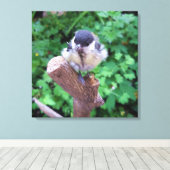 Tidi mijn vogel de Parus Major Canvas Afdruk (Insitu (Houten vloer))