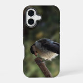 Tidi mijn vogel de Parus Major iPhone 16 Hoesje (Achterkant)