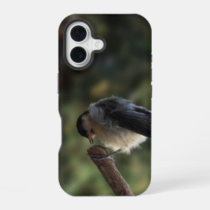 Tidi mijn vogel de Parus Major iPhone 16 Hoesje