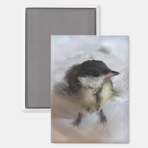 Tidi mijn vogel de Parus Major Magneet