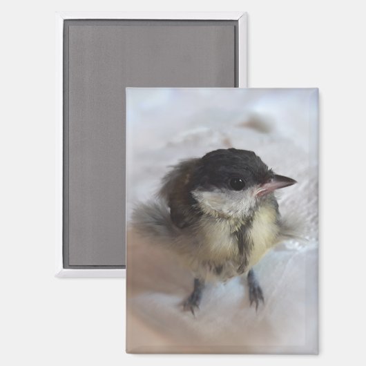 Tidi mijn vogel de Parus Major Magneet (Voorkant / Achterkant)