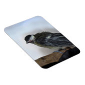 Tidi mijn vogel de Parus Major Magneet (Rechterzijde)