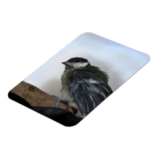 Tidi mijn vogel de Parus Major Magneet (Linkerzijde)