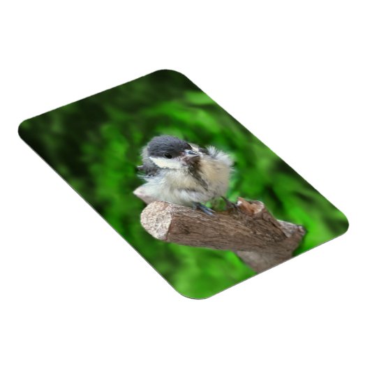 Tidi mijn vogel de Parus Major Magneet (Rechterzijde)