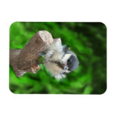 Tidi mijn vogel de Parus Major Magneet (Horizontaal)