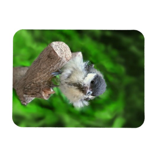 Tidi mijn vogel de Parus Major Magneet (Horizontaal)