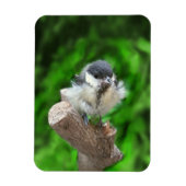 Tidi mijn vogel de Parus Major Magneet (Verticaal)