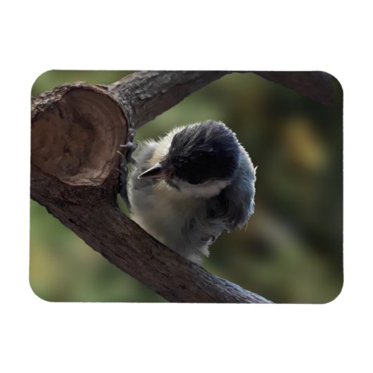 Tidi mijn vogel de Parus Major Magneet (Horizontaal)