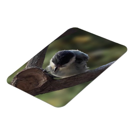Tidi mijn vogel de Parus Major Magneet (Linkerzijde)