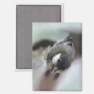 Tidi mijn vogel de Parus Major Magneet