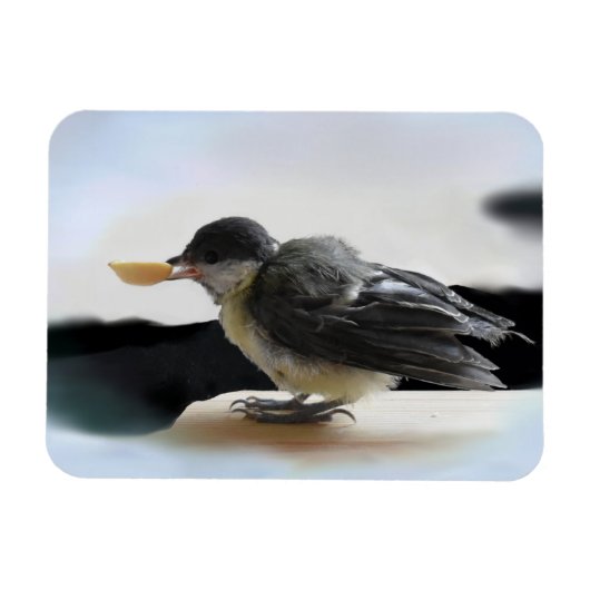 Tidi mijn vogel de Parus Major Magneet (Horizontaal)