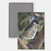 Tidi mijn vogel de Parus Major Magneet (Voorkant / Achterkant)