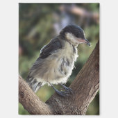 Tidi mijn vogel de Parus Major Magneet (Voorkant)