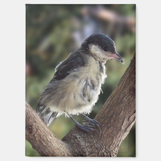 Tidi mijn vogel de Parus Major Magneet (Voorkant)